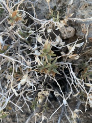 Brickellia atractyloides