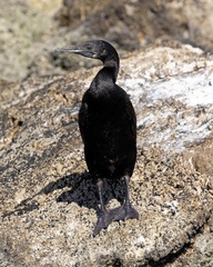 Socotra Cormorant photo 2