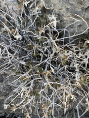 Brickellia atractyloides