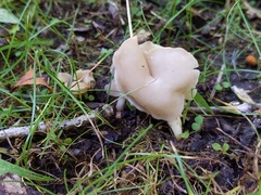 Helvella levis