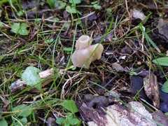 Helvella levis
