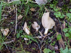 Helvella levis