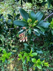 Arbutus unedo