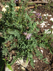 Astragalus bibullatus