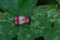 Asphaera communis