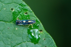 Diedrocephala variegata
