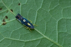 Diedrocephala variegata
