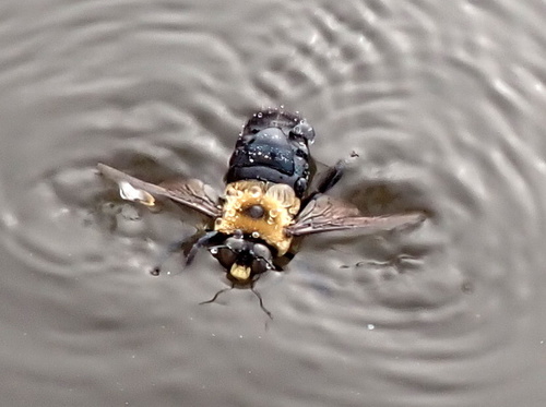 Xylocopa virginica virginica image