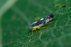 Diedrocephala variegata