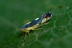 Diedrocephala variegata