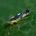 Diedrocephala variegata - Photo (c) Luciano Bernardes, some rights reserved (CC BY-NC), uploaded by Luciano Bernardes