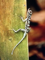 Anolis lemurinus