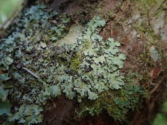 Hypotrachyna spumosa