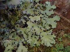 Hypotrachyna spumosa