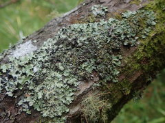 Hypotrachyna spumosa