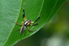 Asaracus megacephalus