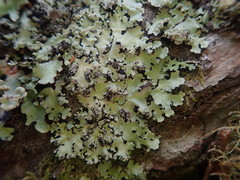 Hypotrachyna spumosa