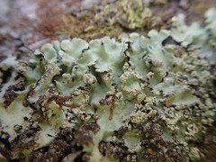 Hypotrachyna spumosa