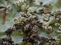 Hypotrachyna spumosa