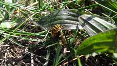 Vespula germanica