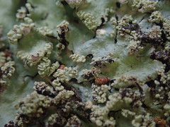 Hypotrachyna spumosa