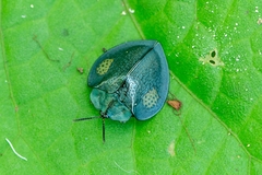 Stolas redtenbacheri