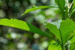 Diaethria eluina