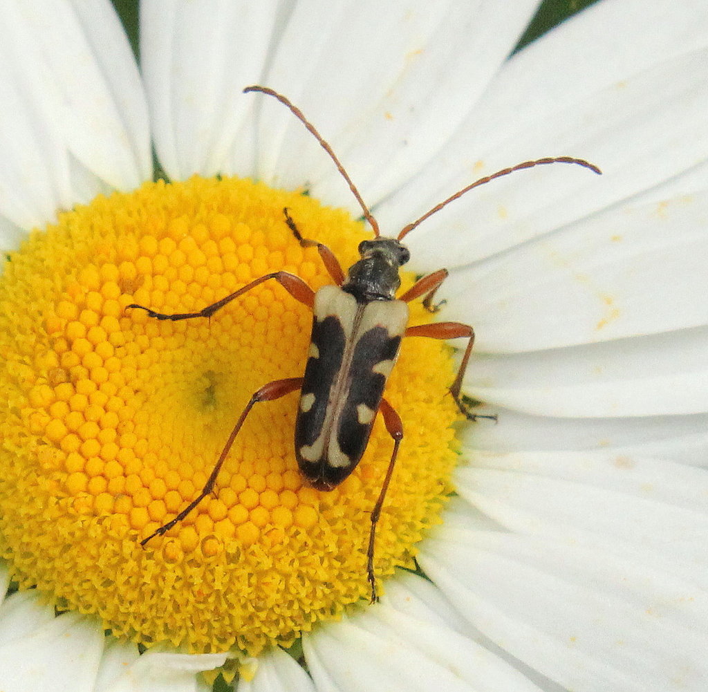 Evodinus