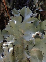 Parmotrema robustum