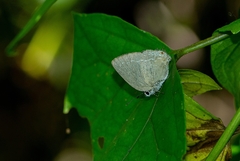Strephonota tephraeus