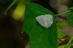 Strephonota tephraeus