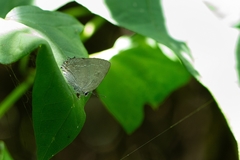 Strephonota tephraeus