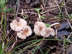 Pseudoomphalina compressipes