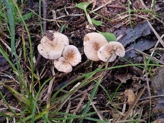 Pseudoomphalina compressipes