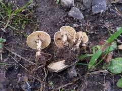 Pseudoomphalina compressipes