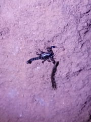 Bothriurus keyserlingi