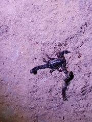 Bothriurus keyserlingi