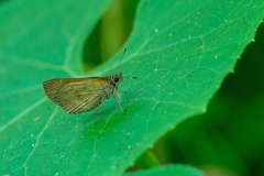 Cymaenes lepta
