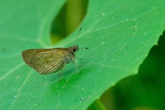 Cymaenes lepta