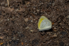 Eurema elathea flavescens