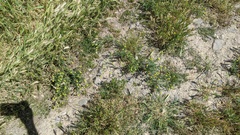 Matricaria occidentalis