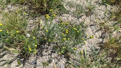 Matricaria occidentalis