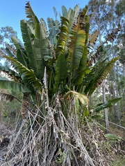 Ravenala madagascariensis