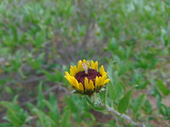 Neotephritis finalis