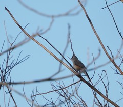Baeolophus bicolor × atricristatus