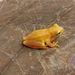 Dwarf Mexican Tree Frog - Photo (c) 2010 Sean Michael Rovito, some rights reserved (CC BY-NC-SA)