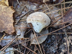 Lycoperdon molle