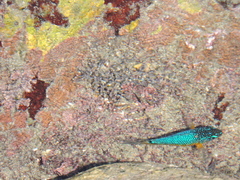 Microspathodon bairdii