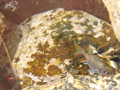 Neoniphon suborbitalis