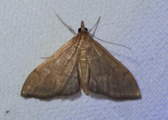Anania mysippusalis